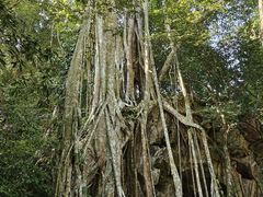 -中国科学院西双版纳热带植物园