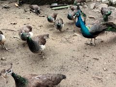 -栾川竹海野生动物园