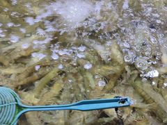 -聚盛源蒸汽海鲜火锅烤肉自助(巨川金海岸购物广场店)