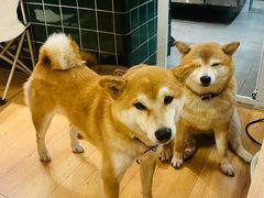 -是阿柴呀！柴犬咖啡·爱喵喵猫咖
