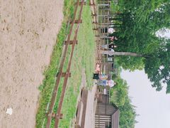 -田园东方蜜桃村的田野营地