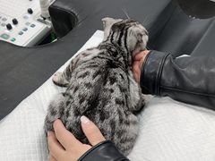 -纳吉亚猫专科动物诊疗中心(蒋宅口分院)