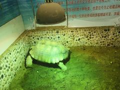 -上海大自然野生昆虫馆(东方明珠·爬宠昆虫探索中心)