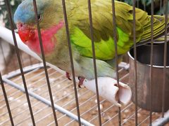 -南宫五洲植物乐园