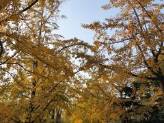 -八大关景区
