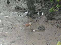 -北海金海湾红树林生态旅游区