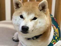 -柴迷FANS CLUB·柴犬狗咖·猫咖