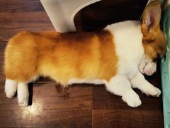 -柯斗斗主题餐厅·狗咖·围炉煮茶·茶饮(国瑞升平里店)