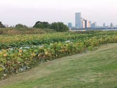 -苏州金鸡湖大酒店