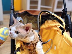 -如意香辣鸡架(总店)