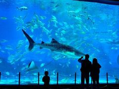 -烟台海昌鲸鲨海洋公园