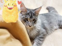 -十年猫舍·猫咪专门店(普陀店)