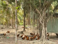 -兴隆槟榔园休闲农庄