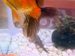 -海底捞火锅(武胜路凯德广场店)