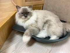-猫和宫(六道口店)