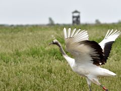 -盐城丹顶鹤湿地生态旅游区