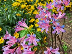 -国家植物园南园