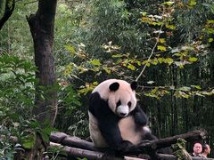 -都江堰中华大熊猫苑