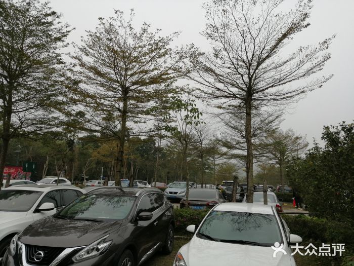 东部华侨城茶溪谷停车场图片