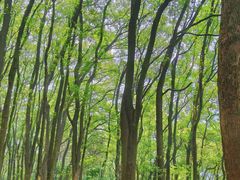 -铁山坪森林公园