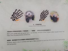 -都江堰中华大熊猫苑