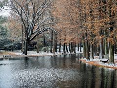 -上海共青森林公园