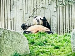 -卧龙中华大熊猫苑神树坪基地