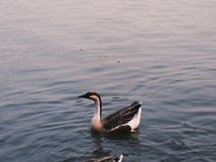 -海珠湖公园