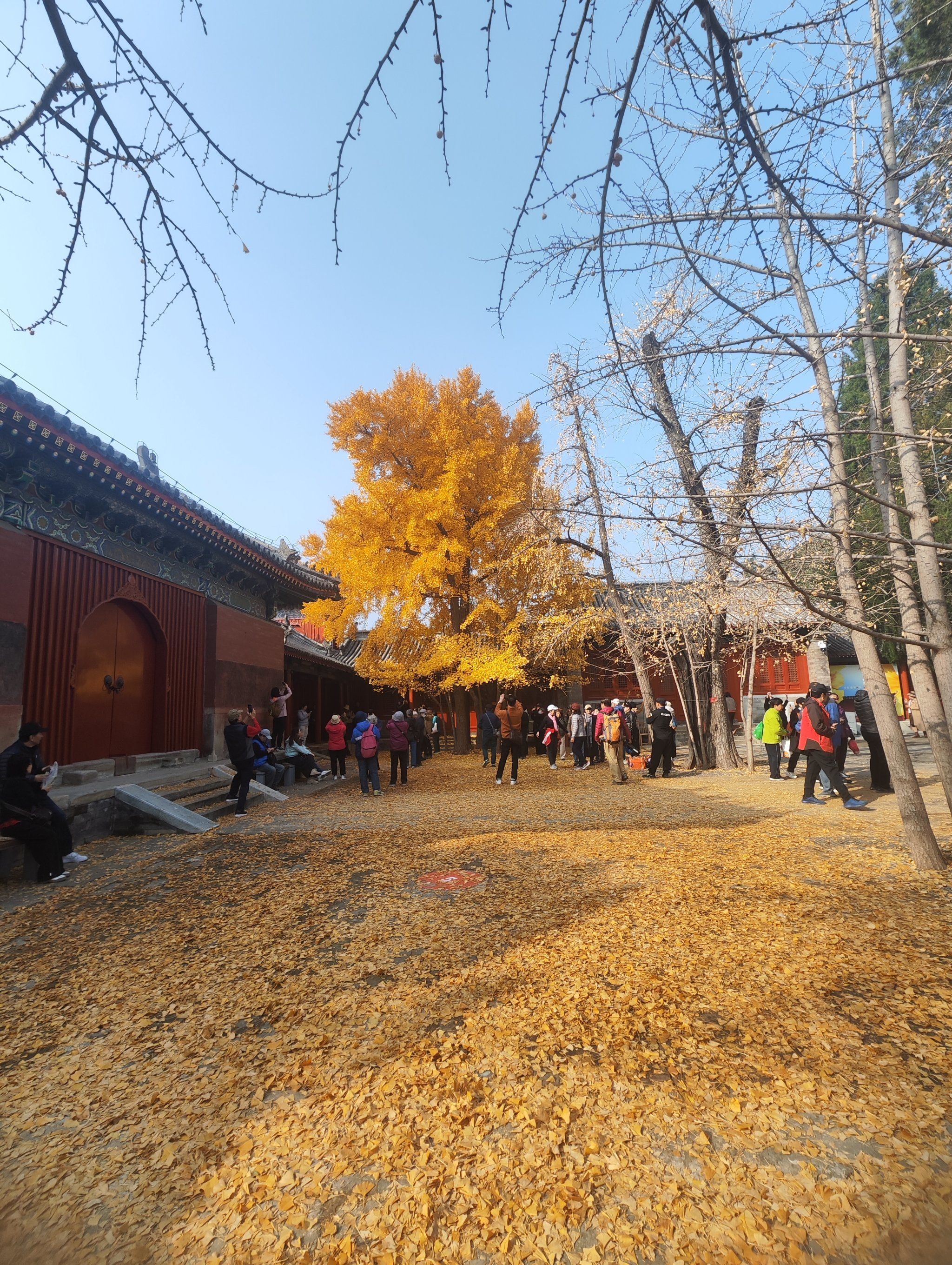 0元玩转这座城今年深秋的承恩寺,4颗高