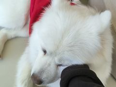 -怪兽屋·羊驼·猫咖·狗咖(俊华广场店)