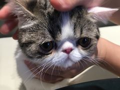 -瞄一喵猫咖(格力海岸店)