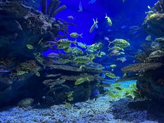-海合安武汉极地海洋公园