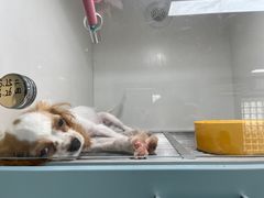 -萌宠之家·腊肠犬·马尔泰·小体犬舍