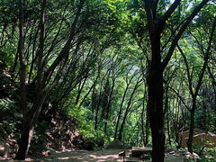 -大岭沟猕猴桃谷风景区
