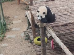 -大连森林动物园