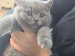 -美联众合宠物医院·爱萌分院·内外科·猫科中心