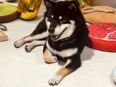 -柴务处·柴犬主题狗咖