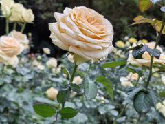 -人民公园(罗湖区)