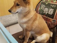 -柴源莊·柴小宠柴犬咖啡