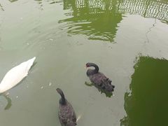 -合肥野生动物园