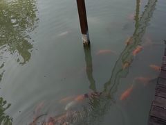 -泗洪洪泽湖湿地景区