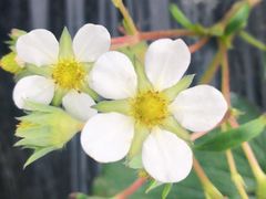 -胜丰草莓采摘园