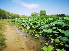 -大兴滨河森林公园