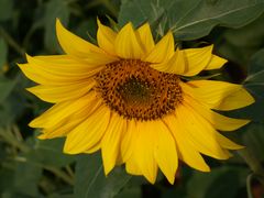 -松山湖梦幻百花洲