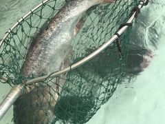 -湘小馆剁椒鱼头(金帝商务大厦店)