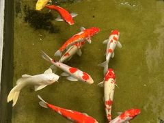 -鲤院·新中式美学·庭院餐厅(夫子庙店)