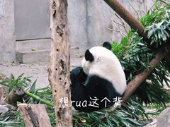 -成都大熊猫繁育研究基地