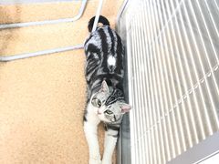 -芭比堂宠物医院·全科爱猫医院·仁德分院