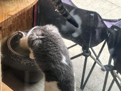 -哆趣宠物医院·眼科·内镜·急重症转诊中心(上海店)