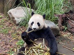 -都江堰中华大熊猫苑